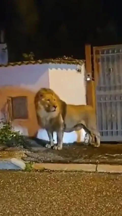 Singa Sirkus Kabur dari Kandangnya, Bikin Seisi Kota di Italia Geger
