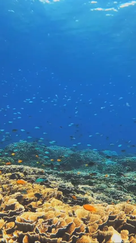 Menyaksikan Pernak-pernik Biota Laut di Coral House Banyuwangi, Sensasinya seperti di Laut Lepas