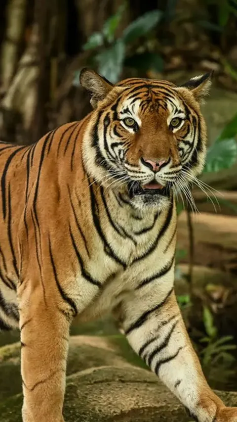 Warga Blitar Dulu Punya Tradisi Sadis Bunuh Harimau Ramai-ramai saat Idul Fitri, Ini Kisahnya