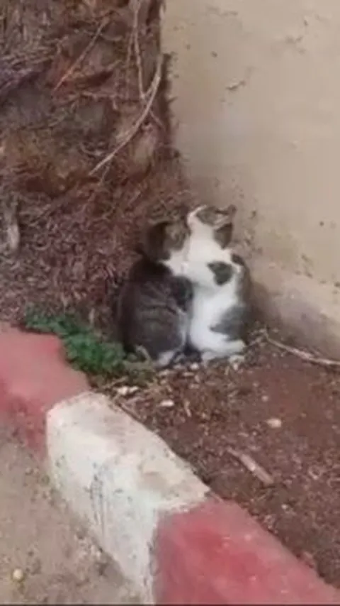 Momen Sedih Dua Ekor Kucing Saling Berpelukan karena Ketakutan dengan Rudal Israel, 