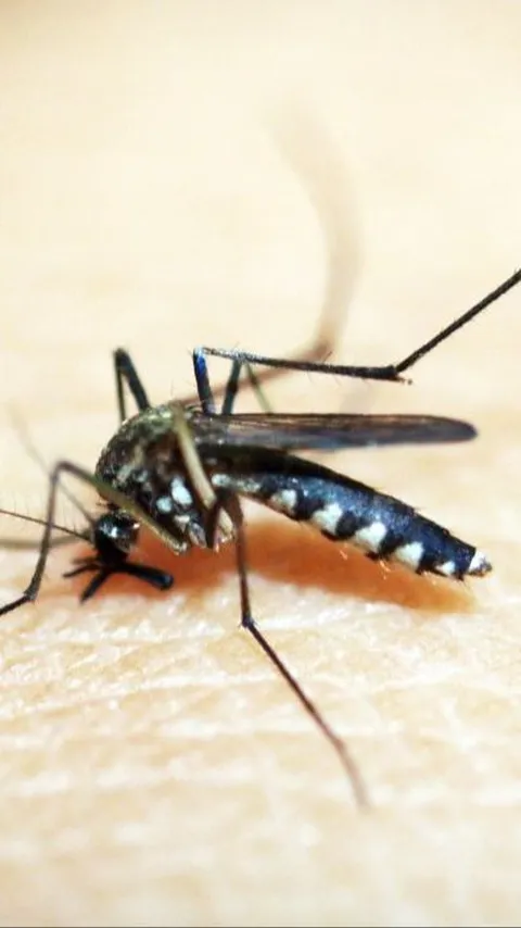 Kemenkes: Nyamuk Wolbachia Tak Timbulkan Penyakit Baru