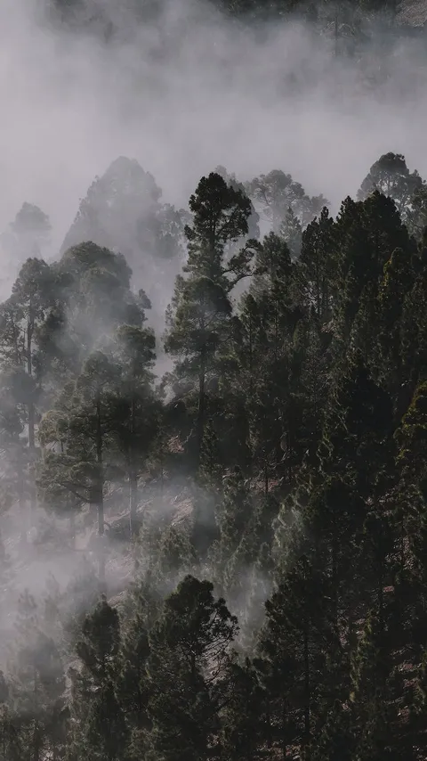 Melihat Hutan Larangan Leuweung Gede di Ciamis, Dikeramatkan Warga dan Pernah Dapat Penghargaan Kalpataru