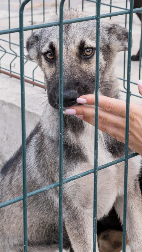 Viral Aksi Pria di Medan Pukul Anjing dengan Kayu di Depan Rumah Warga, Terekam CCTV