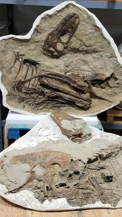 Penampakan Fosil T-Rex Lengkap dengan Makanan Terakhirnya, Terawetkan Secara Alami