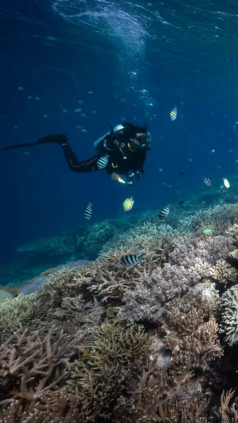 FOTO: Penampakan Indahnya Surga Bawah Laut Raja Ampat, Destinasi Diving Terbaik di Dunia