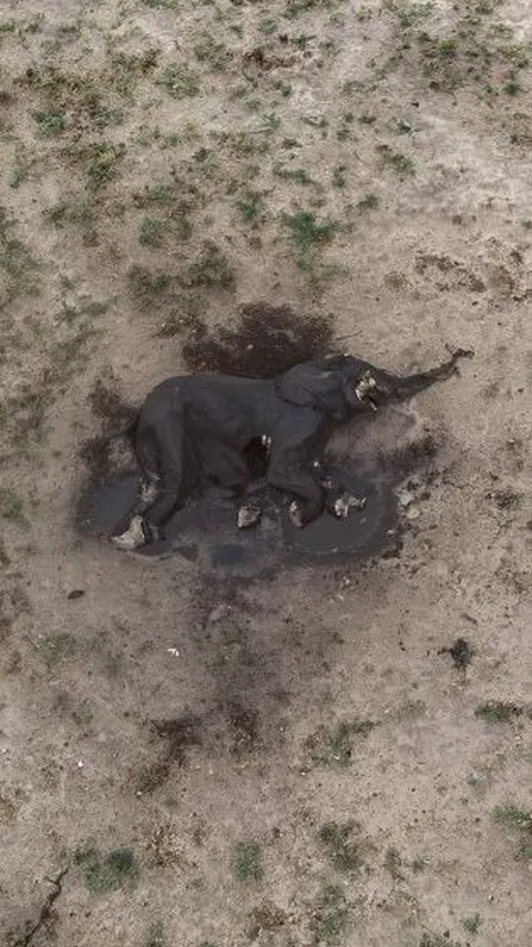 FOTO: Memilukan, Ratusan Gajah di Zimbabwe Mati Membusuk Karena Kekeringan Ekstrem