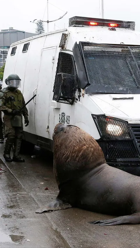 FOTO: Momen Singa Laut Turun ke Jalan Saat Demo Nelayan di Chile, Ikut Hadang Mobil Polisi