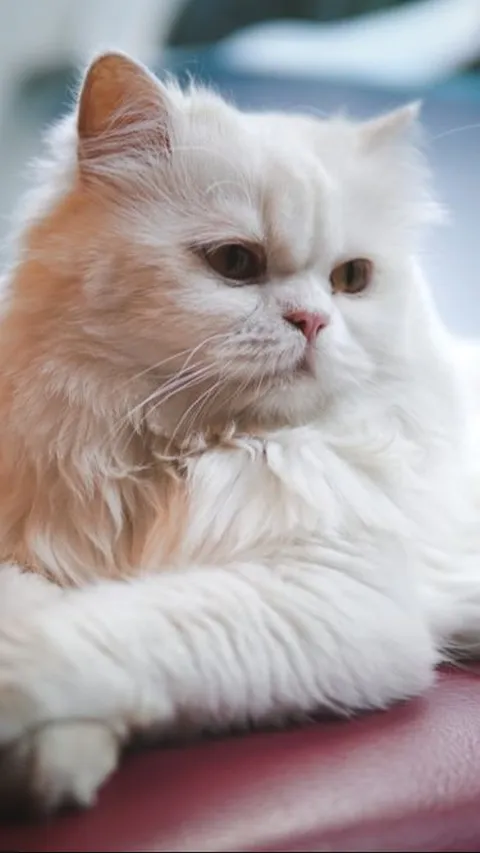 Jenis Kucing Persia jadi Hewan Peliharaan paling Menggemaskan, Kenali Ciri Khas Fisiknya