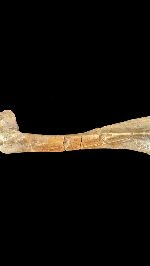 Peneliti Kaget Ada Kandungan Ganja dalam Fosil Manusia yang Terkubur 300 Tahun
