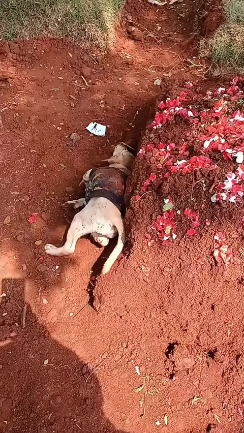 VIDEO: Sedih, Seekor Anjing Tak Ingin Tinggalkan Makam Majikannya