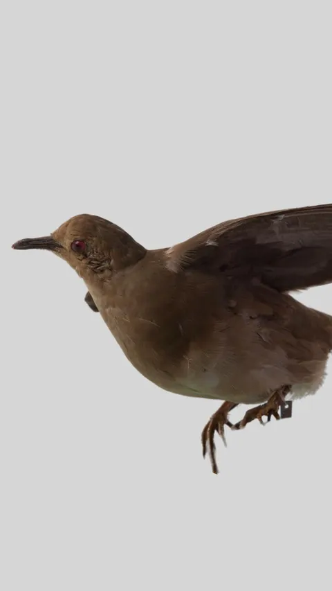 AI Dipakai sebagai Petunjuk Jalan Pencarian Burung Terancam Punah Ini