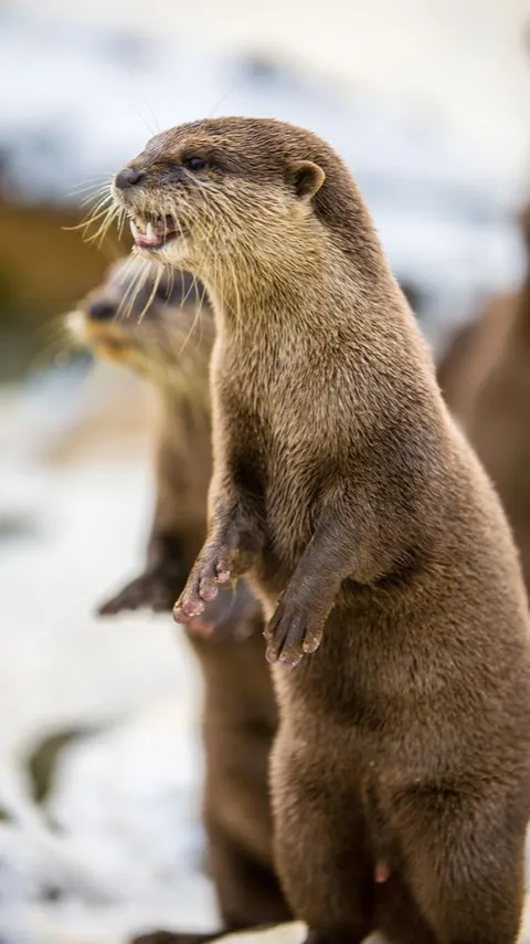 Fakta Otter Hewan Lucu yang Hobi Main