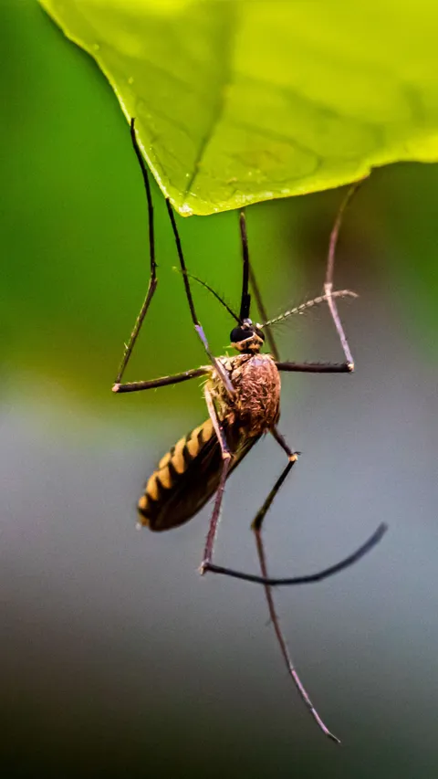 Untung Rugi Jika Nyamuk Punah dari Muka Bumi