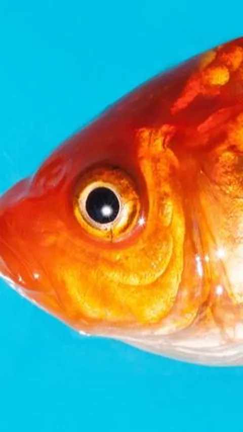Keunikan Ikan Mas Sinyonya Asli Pandeglang, Bisa Dimakan dan Jadi Hiasan