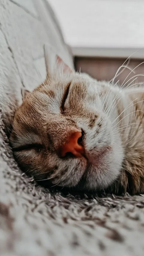 5 Penyebab Kucing Tidur Terus, Faktor Stres hingga Masalah Kesehatan