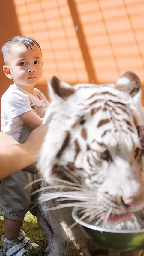 Bayi Pemberani, Ini Momen Rayyanza Masuk Kandang dan Pegang Selen Harimau Putih Alshad Ahmad