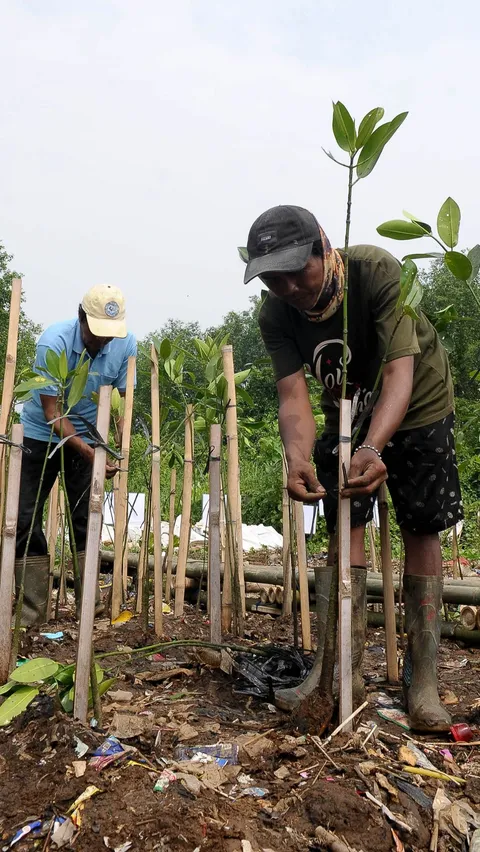 FOTO: Hari Mangrove Sedunia, 1.000 Pohon Bakau Ditanam di Pesisir Jakarta