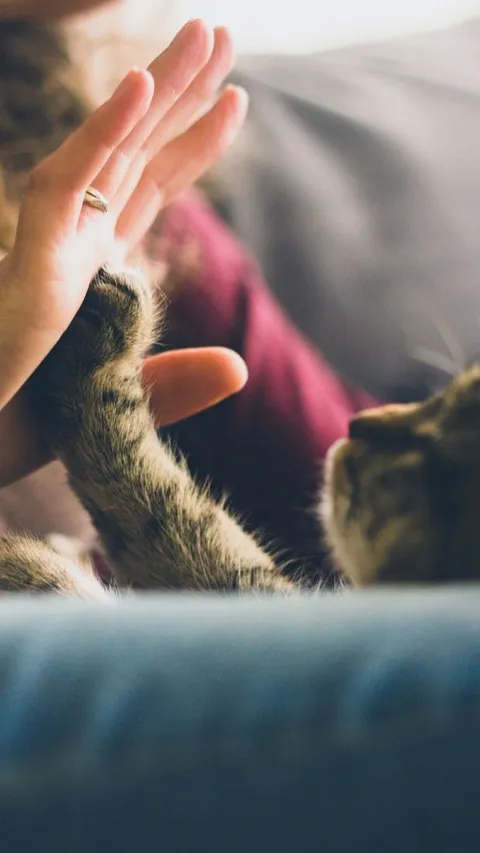Cara Melatih Kucing Peliharaan agar Patuh