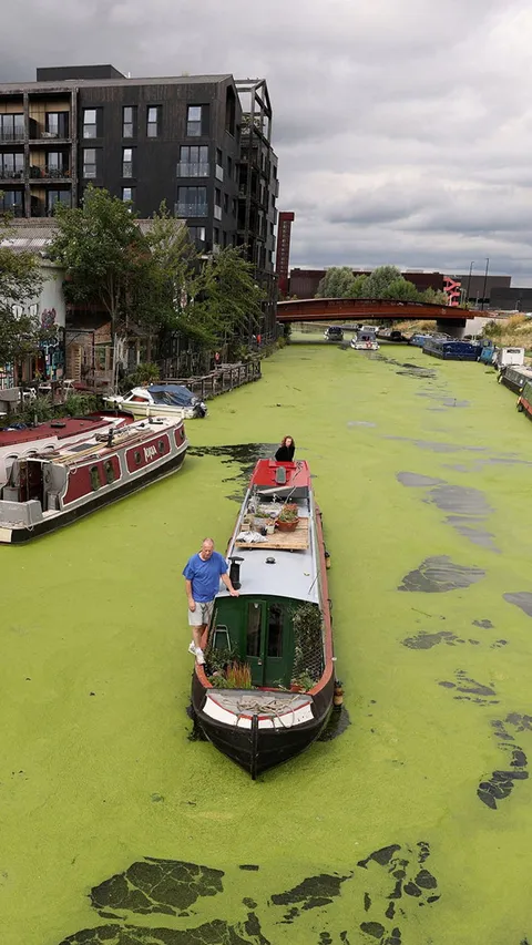 FOTO: Penampakan Sungai di Inggris Dipenuhi Gulma Akibat Cuaca Panas, Ribuan Ikan Terancam