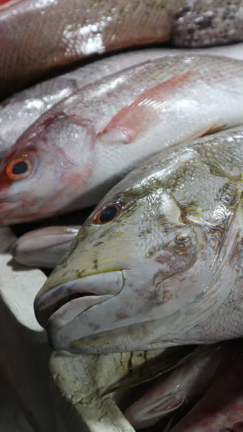16 Jenis Ikan yang Cocok Dikonsumsi untuk MPASI Bayi