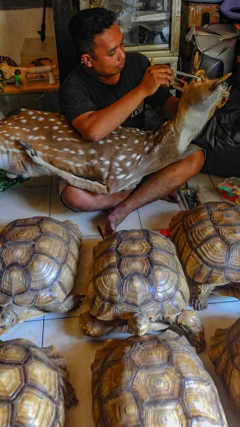 FOTO: Melihat Seni Mengawetkan Binatang Kesayangan dengan Teknik Taksidermy Beromset Jutaan Rupiah