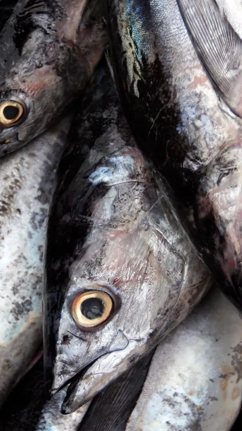 FOTO: Pasar Ekspor Perikanan Indonesia Kian Gencar di Tahun 2023, Ikan Cakalang Jadi yang Paling Laris Dikirim ke Jepang