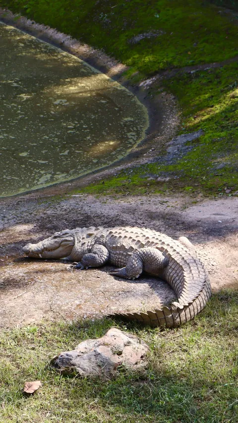Banyak Ditemukan di Jalan, Ini Alasan Florida jadi Negara Favorit Aligator dan Buaya