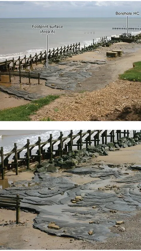Arkeolog Temukan Jejak Kaki Berusia 800.000 Tahun di Pantai, Ukurannya Seperti Kaki Manusia Modern