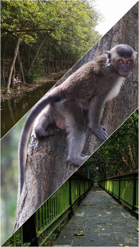 FOTO: Serunya Ekowisata Mangrove di Pantai Indah Kapuk, Pengunjung Bisa Memancing, Menanam Pohon hingga Berinteraksi dengan Hewan Endemik