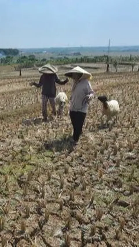 Kemarau Bikin Ribuan Lahan Pertanian di Pati 
