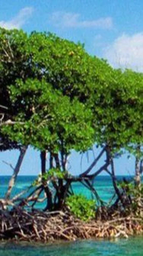 Konservasi Mangrove Bakal Diimplementasikan di Kurikulum Merdeka, Bagaimana Caranya?