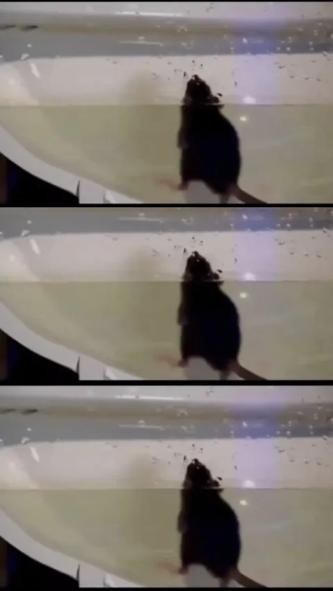 Lincahnya Tikus Berenang di Saluran Toilet yang Berkelok-kelok hingga Muncul di Kloset, Ini Penampakannya