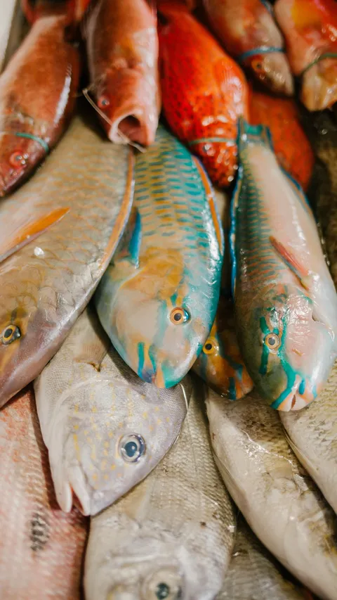 10 Jenis Ikan dengan Kandungan Protein Tinggi dan Harga Murah yang Bisa Dibeli di Pasar