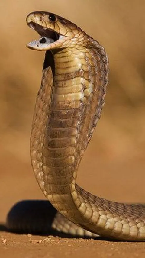 Awalnya Gagah Menantang, Ular Kobra Ini Ciut Ketakutan Digampar Pawang