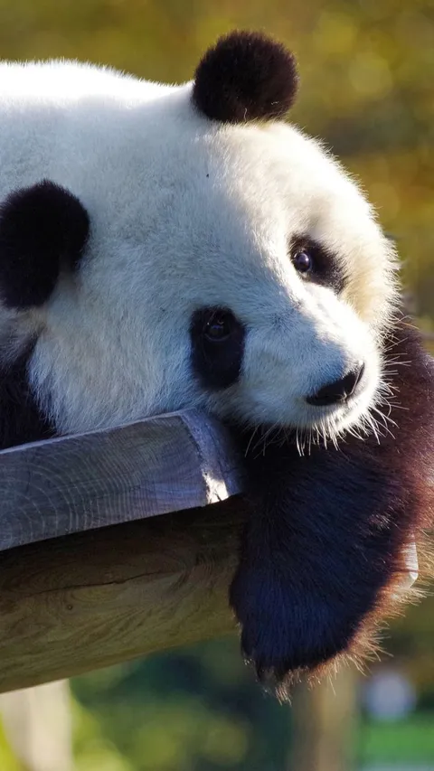 Saat Gali Makam Kaisar China, Arkeolog Malah Temukan Kerangka Panda Raksasa Berusia 2000 Tahun