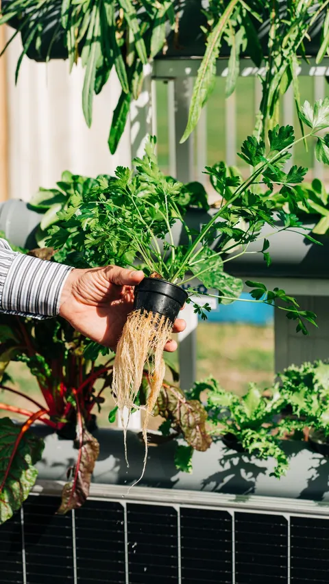 Cara Menanam Sayuran Hidroponik di Rumah, Mudah untuk Pemula