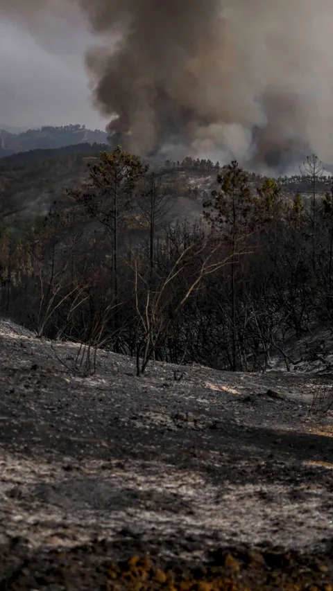 FOTO: Amukan Si Jago Merah Terus Menghanguskan Isi Hutan Portugal, Suhu Panas Ekstrem Jadi Penyebabnya