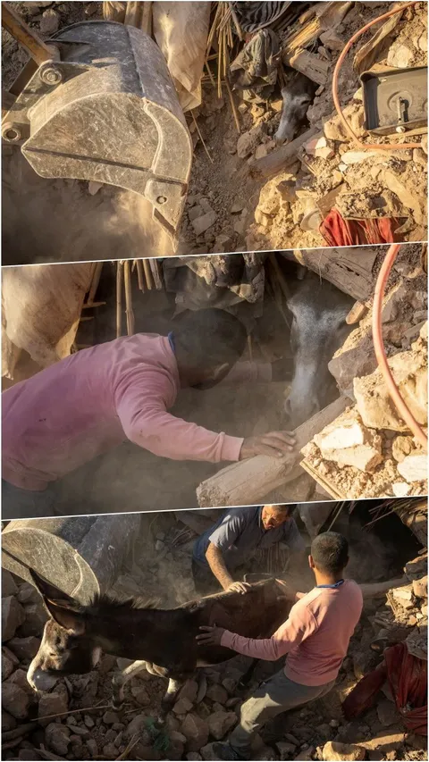 FOTO: Momen Dramatis Tim Penyelamat Temukan Seekor Keledai Masih Hidup Terkubur Reruntuhan Gempa Maroko Saat Mencari Korban