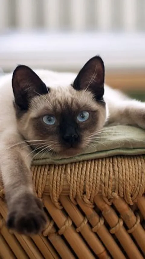 Gemes Banget, Ini 8 Jenis Kucing Lucu Berkaki Pendek yang Bisa Diadopsi
