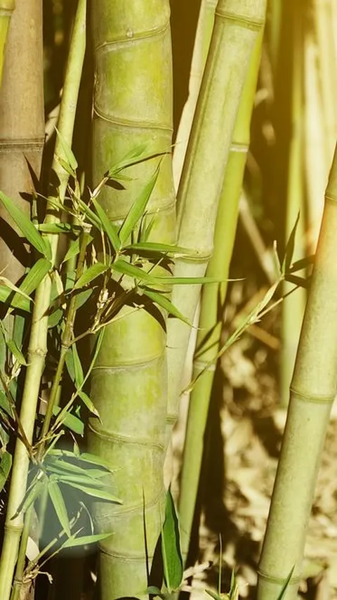 Misteri Tanaman Bambu Unik di Jepang, Berbunga 120 Tahun Sekali Lalu Mati