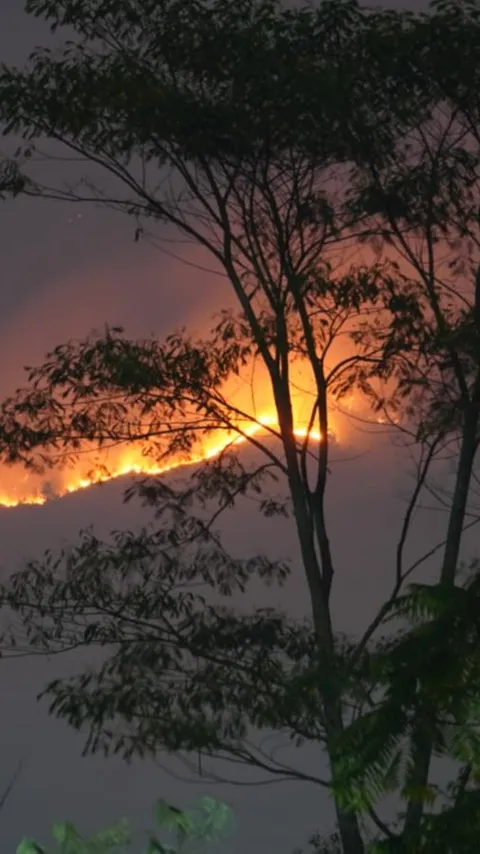 Dampak Kebakaran Hutan TNBTS, Objek Wisata B29 Lumajang Ditutup