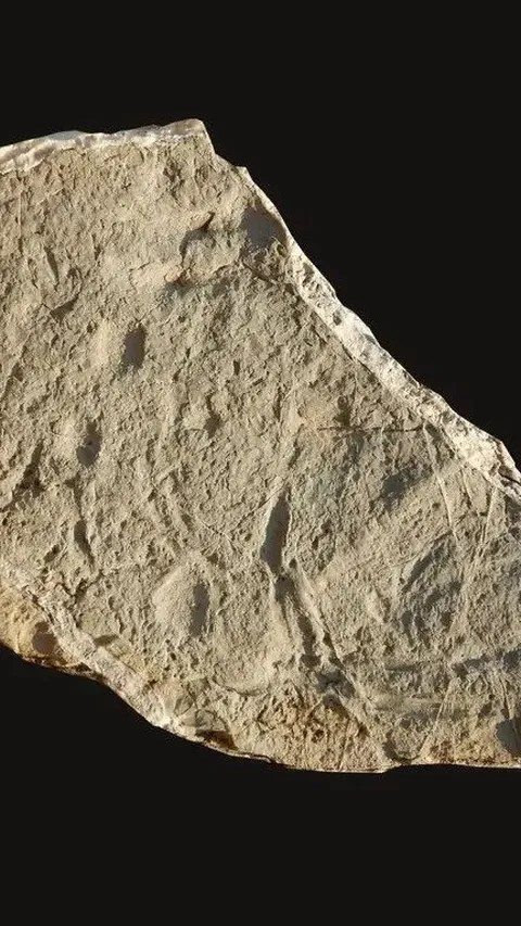 Bagian Teka-Teki Evolusi yang Hilang Ditemukan dalam Batuan Berusia 130 Juta Tahun