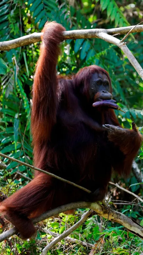 Siku dan Bahu Manusia Hasil Evolusi dari Primata yang Hidup di Pohon, Berfungsi sebagai 