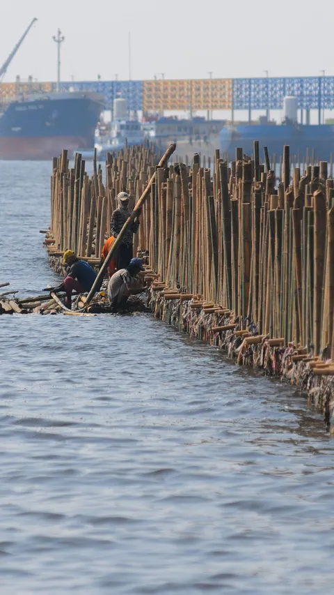 FOTO: Penampakan Tanggul Bambu Jadi Penangkal Abrasi di Pesisir Bekasi