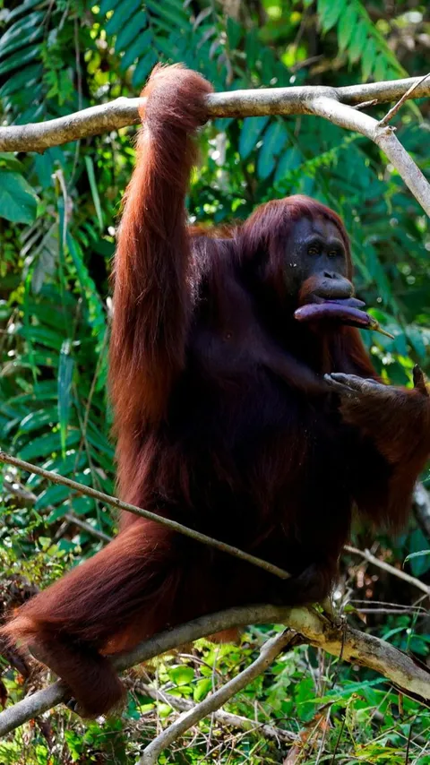 Orangutan Kurus di Area Tambang Batubara Kaltim Berhasil Dievakuasi