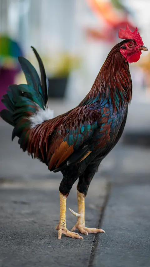 Arti Ayam Berkokok Tengah Malam, Ini Mitos dan Doa yang Dapat Dipanjatkan