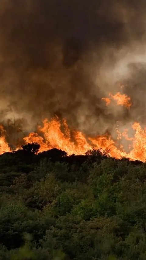 Sebabkan Kebakaran Hutan di Lereng Gunung Ijen, Pria Bondowoso Ditangkap