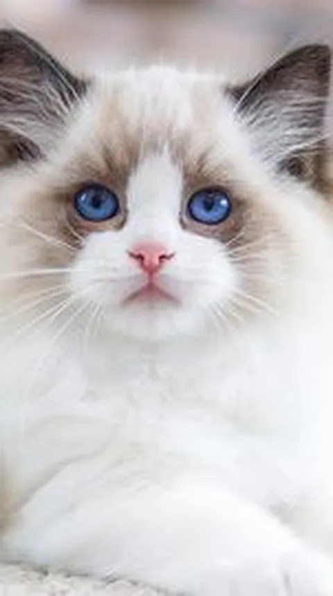 13 Ras Kucing Super Menggemaskan yang Siap Diadopsi, Mana Favoritmu?