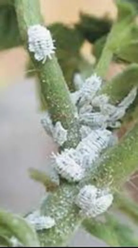 Mengungkap Rahasia Kumbang Cochineal dalam Produk Kecantikan dan Makanan