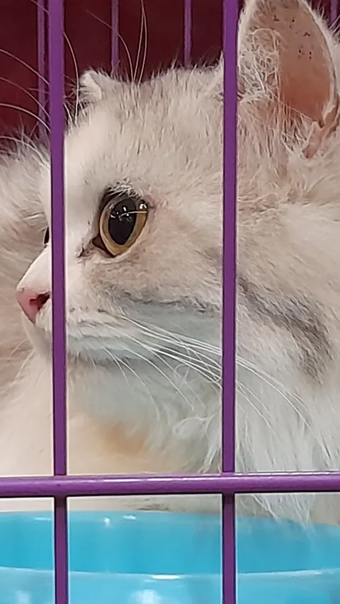 Tiga Perempuan Cekoki Kucing dengan Miras Terbukti Bersalah, Hakim Jatuhkan Hukuman Percobaan